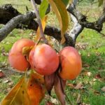 Thumbnail of post image 075