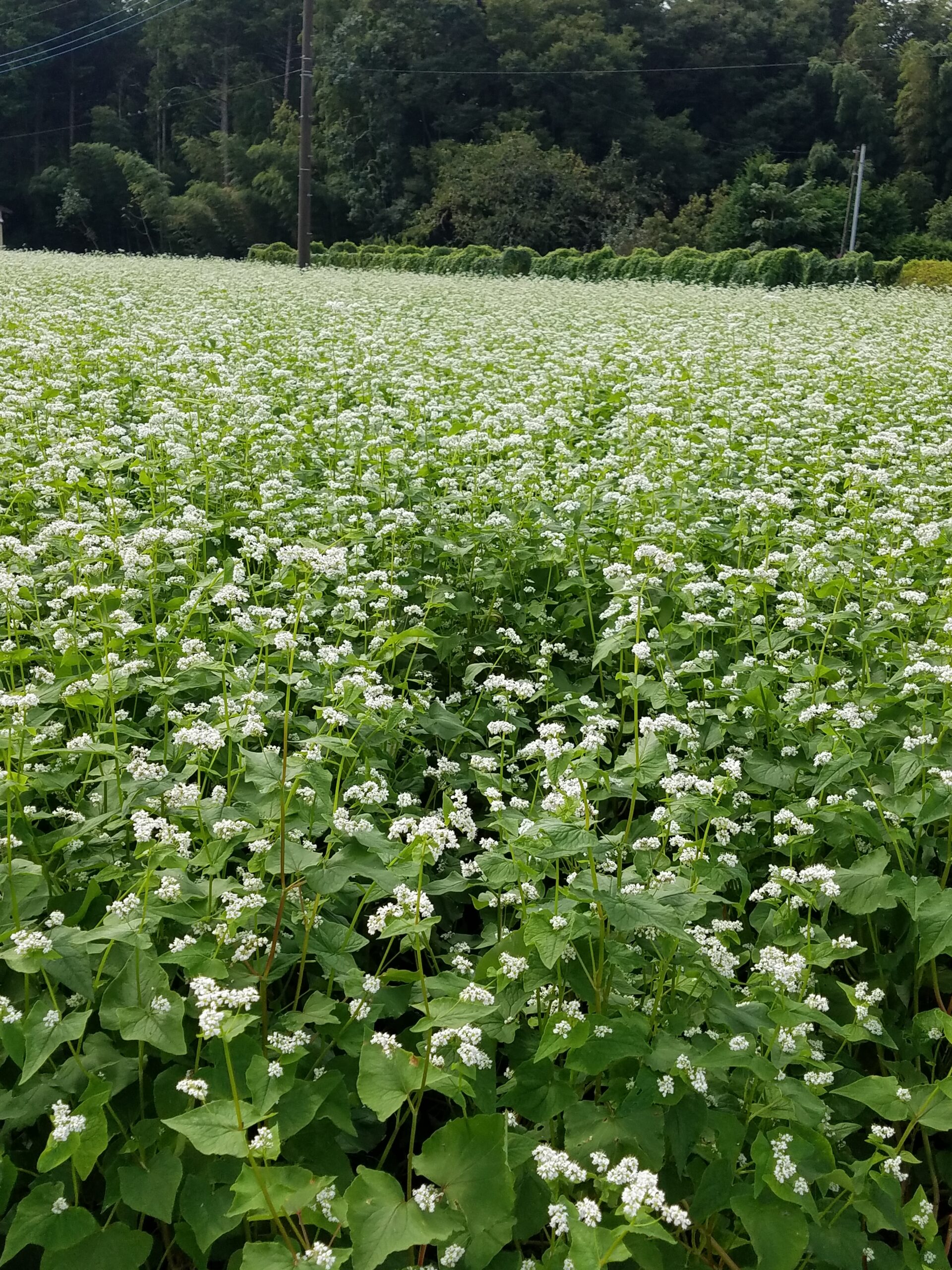 蕎麦畑