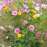 Thumbnail of post image 006