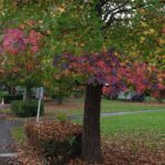 Thumbnail of post image 057